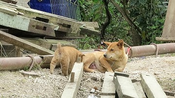 Chó Hmông cộc vàng đực 55 ngày tuổi, nặng gần 4 kg - RAMBO