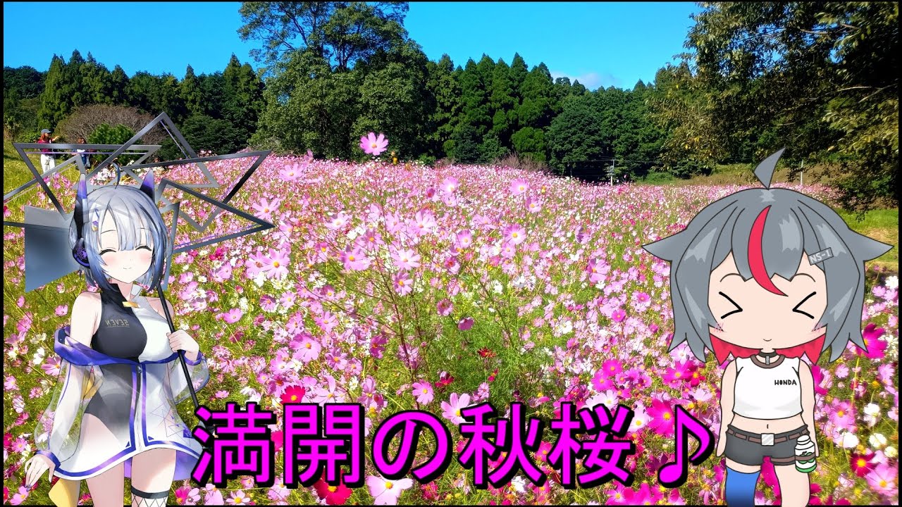 ＮＳ－１で行く！上場高原のコスモス♪