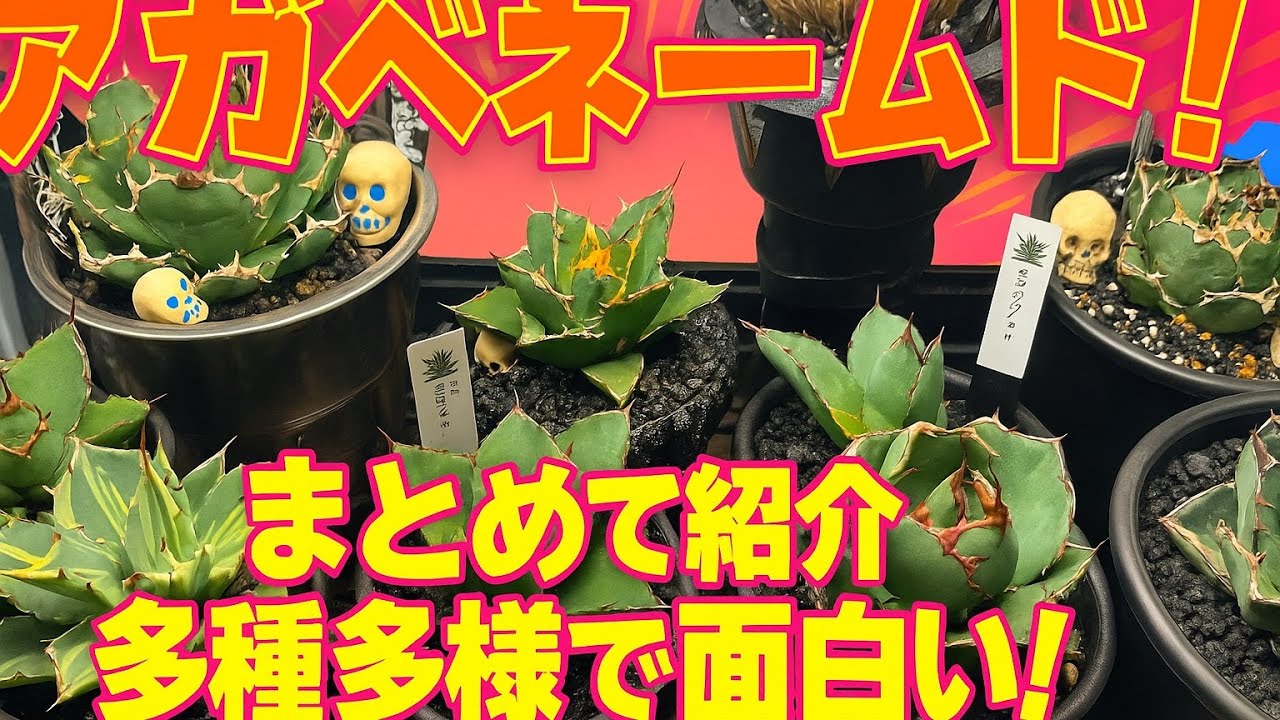 アガベネームド株全部紹介！ - YouTube