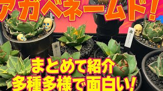 アガベネームド株全部紹介！ - YouTube