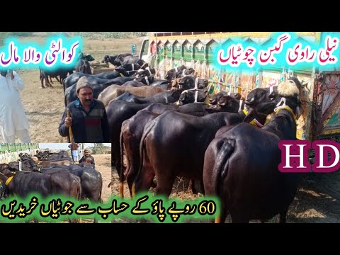 Nali Ravi Gabon (گبن چوٹیاں) |How to start Katti Farming Tips|Heifers Farming Profitable business