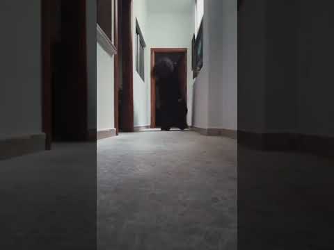 شيطان الرعب الاسود