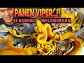 SI KUNING MELAHIRKAN...!! || PANEN VIPER CANTIK...!!