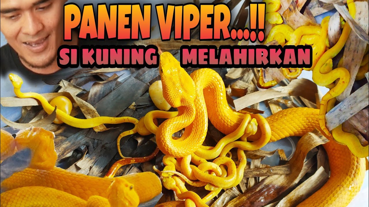 Kelinlarga qarash Ehtirosli jinsiy aloqa video-art