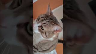cat chase fpr pets #catshorts #cat #cute