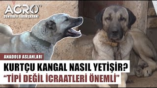 Kurtçu Cesaretli Kangal Nasıl Yetiştirilir? Cüneyt Çaylak Anlattı | Anadolu Aslanları