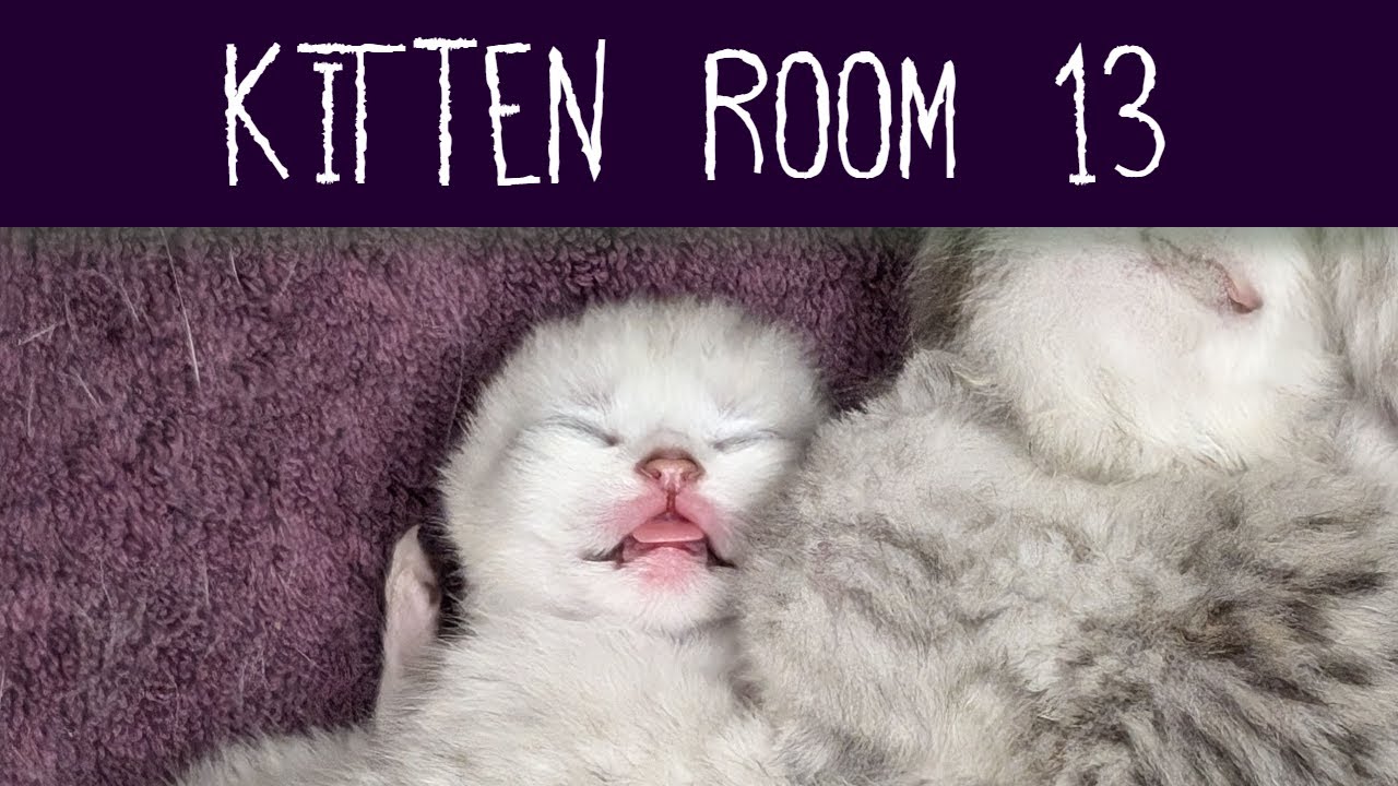 Kitten Room 13: Night 39 - 2 Week Old Foster Kittens