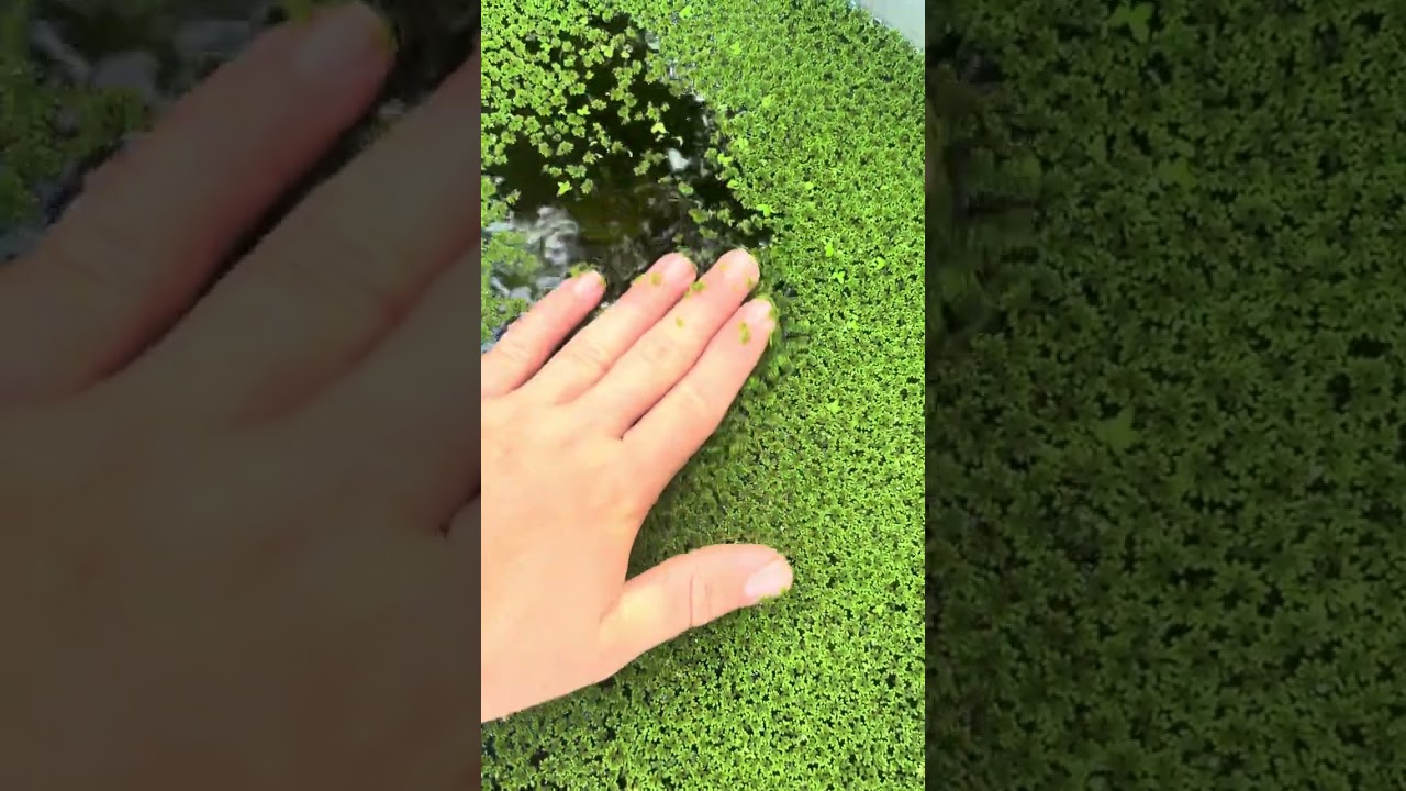Mosquito Fern Azolla can be grown at home easily Homemade Fertilizer 