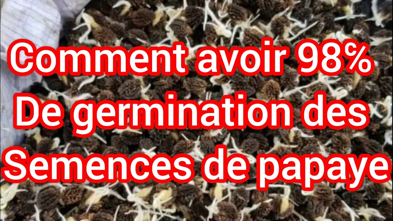 Comment réussir sa pépinière de papayer de A à Z ?