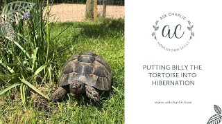Ask Charlie - Putting Billy The Tortoise Into Hibernation