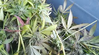 Harvest With Hashman!