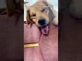 🐶 -Slepp is important #doglover #goldenretriever n