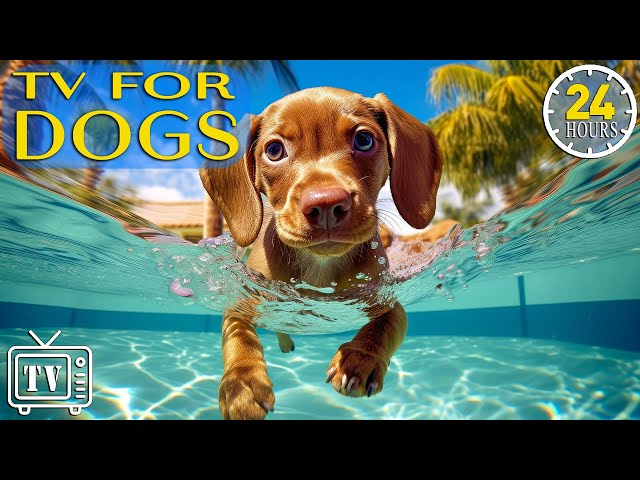 24 Hours Anti Anxiety Music for Dogs: Dogs TV u0026 Boredom Busting Videos for Dogs with Calming Music class=