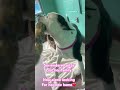 Mercedes lost her whole family. She’s now alone waiting for her new home❤️ link in bio.