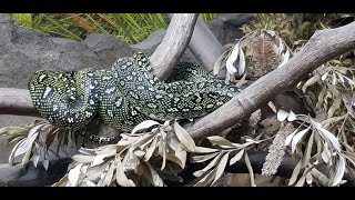 Diamond python