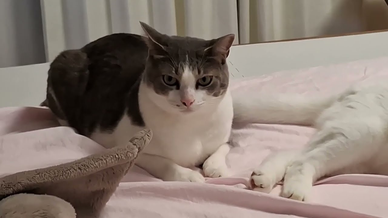 かまってほしいアッシュくんとかまいたくないさとるくん