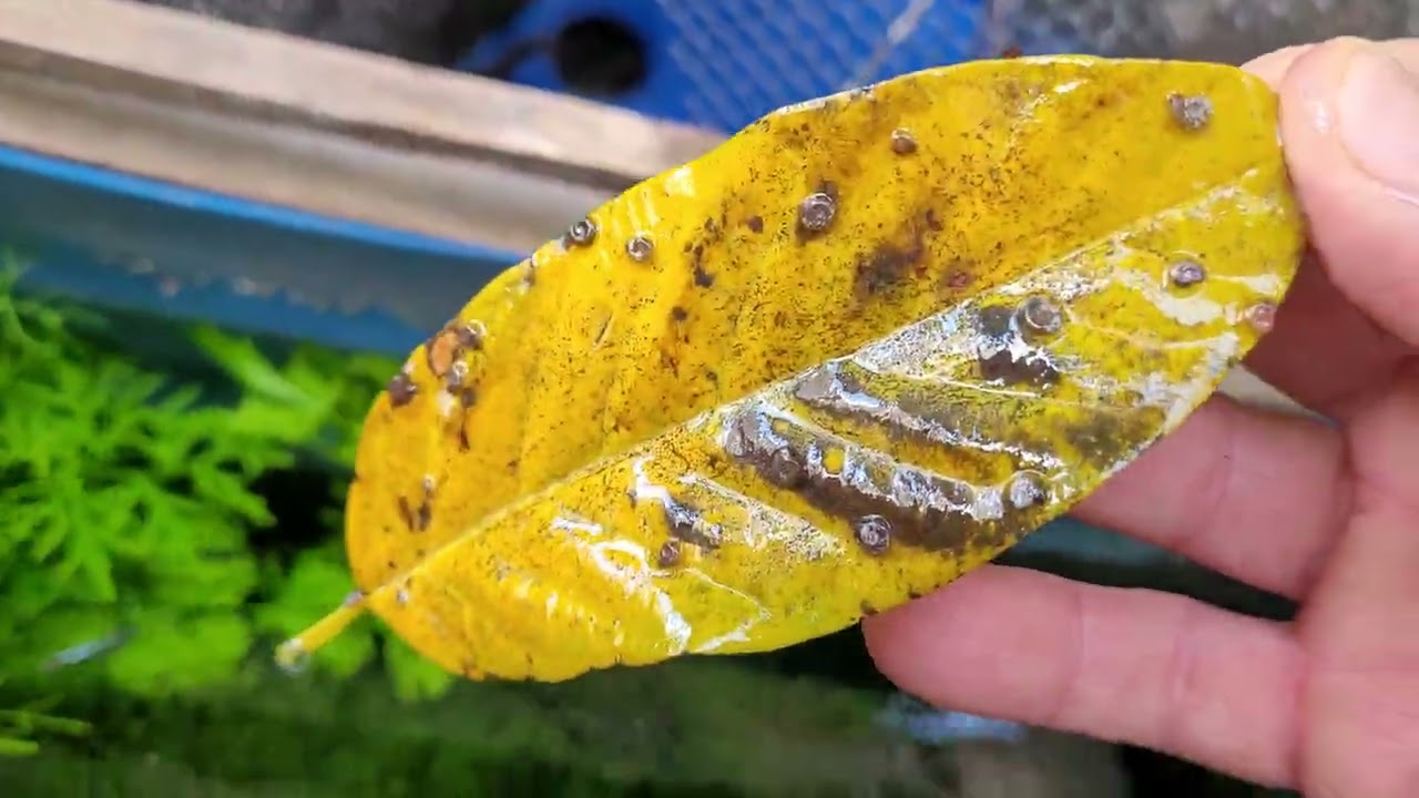 LIMPEZA DO FILTRO E RETIRADA DO VIDRO QUEBRADO NO NOVO AQUÁRIO 188 LITROS. 🤠👍🦈🇧🇷