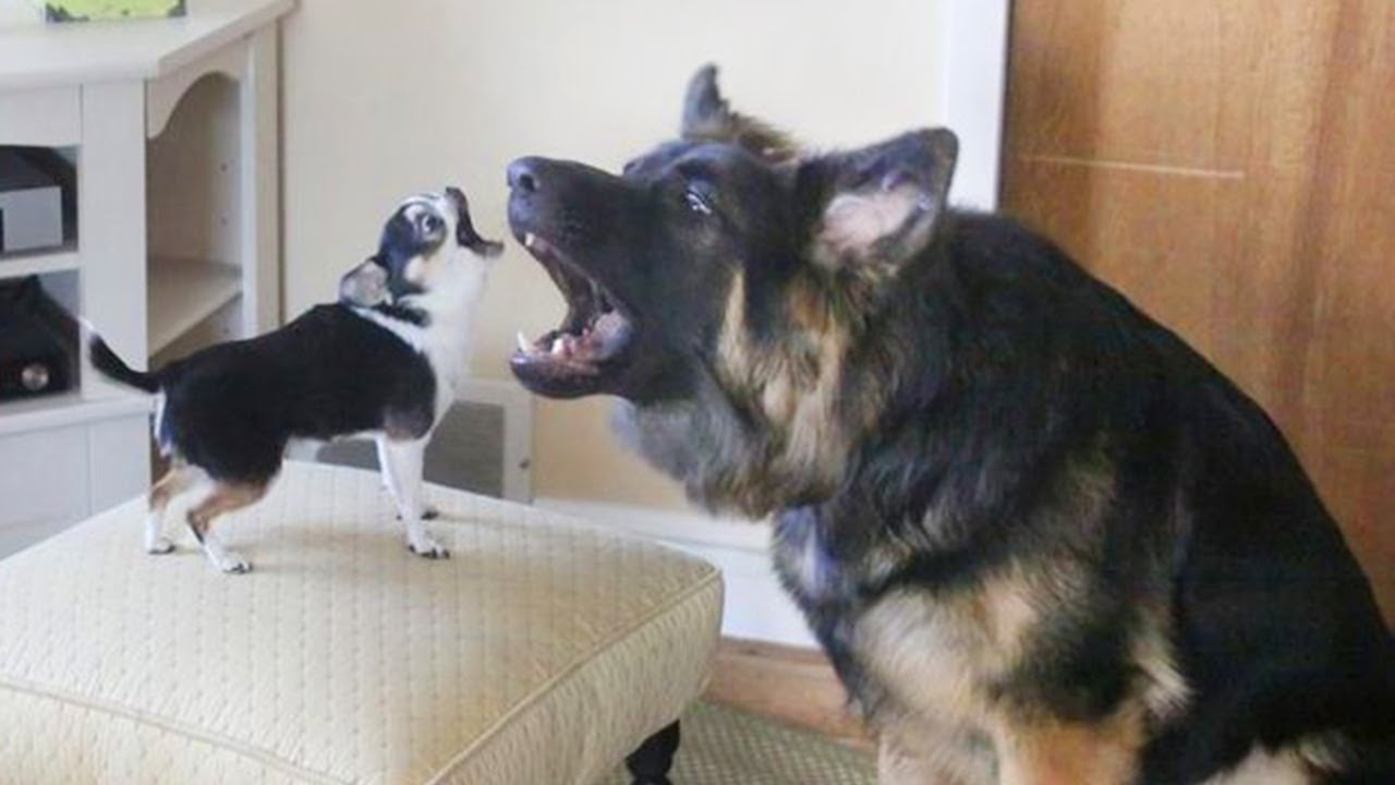 200% Can't Stop Laughing At These Funny Dogs