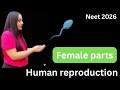 Human reproduction/ female reproductive part| neet biology / 12 board biology