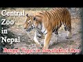 Central Zoo of Nepal || Bengal Tiger in Jawalakhel Zoo