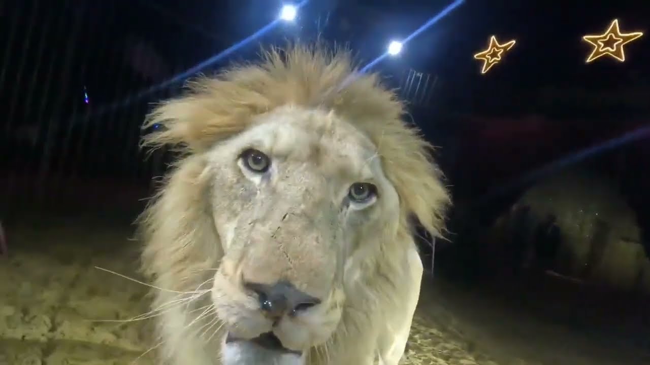 Dentro la gabbia di tigri e leoni di Perla Bortolussi al Circo Città di Roma in Algeria