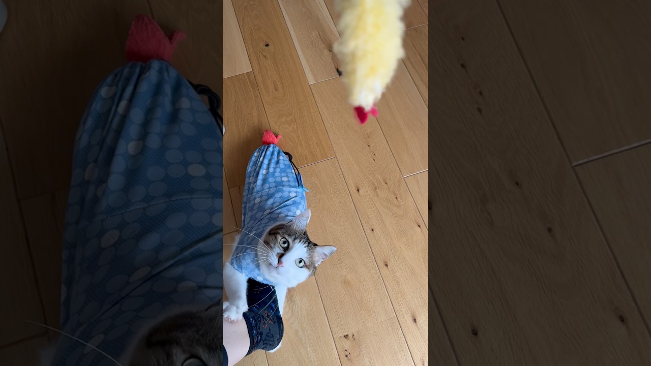 2匹のエビが戯れる様子です🍤 #cats