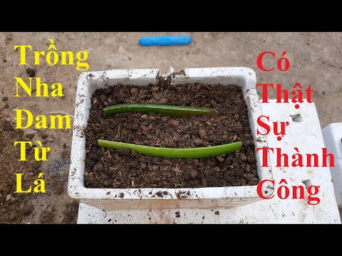Video Trồng Nha Đam Từ Lá Có Thật Sự Thành Công - youtube