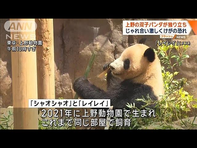 上野の双子パンダが独り立ち じゃれ合い激しくけがの恐れ【ワイド