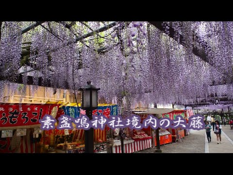 素盞嗚神社境内の大藤