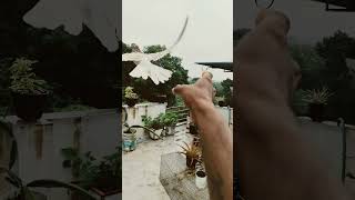 Karnan pigeon ♥️🕊️♥️
