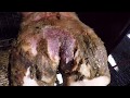 Treating a cow with digital dermatitis (Hairy Wart)