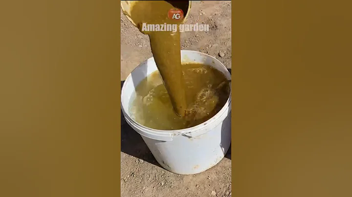 I always prepare this best fertilizer for the entire garden. The yield is huge #fertilizer #grow