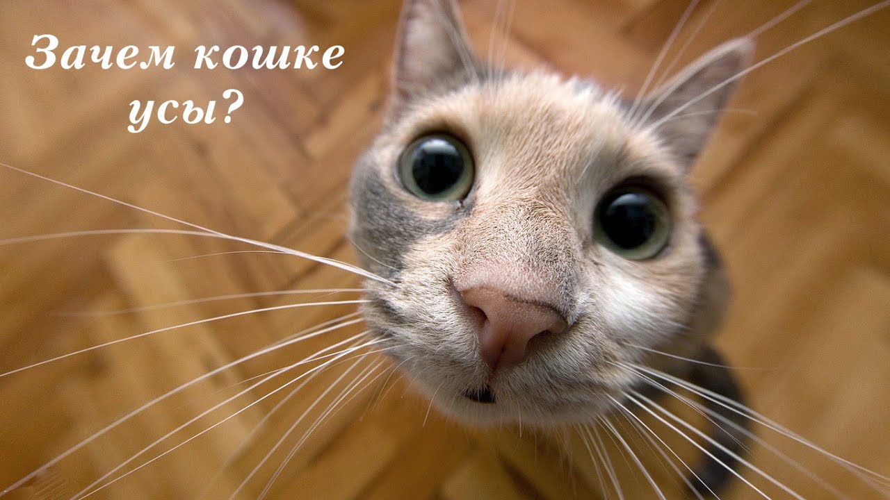 Зачем кошке усы? - YouTube