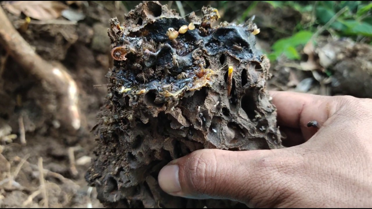 Lebah Kelulut Besar Bersarang di Tanah