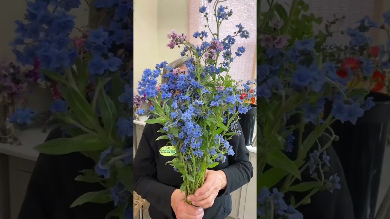 Growing The Beautiful Chinese Forget Me Not - Celtic Roots Farm