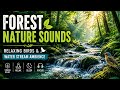 Forest Nature Sounds 🕊️ | Relaxing Birds & Water Stream Ambience for Sleep & Study