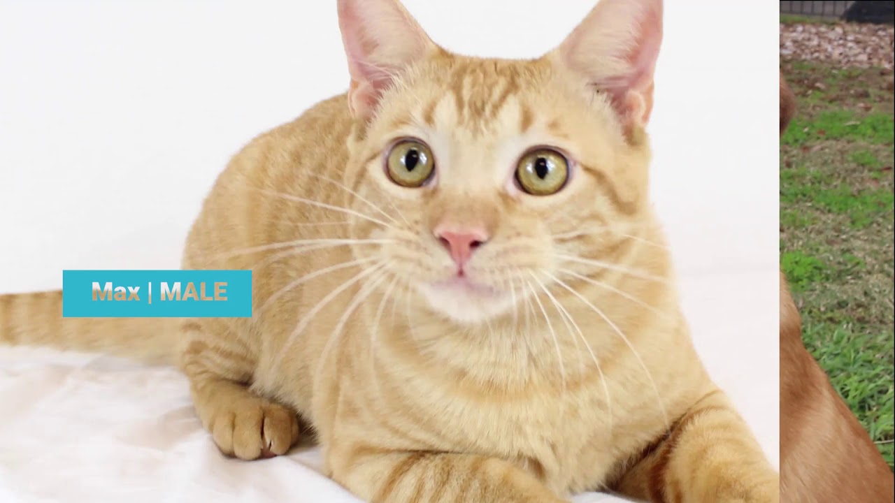 animal resource center near me