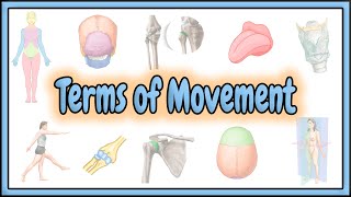 23. Terms of Movement || 2D Animation