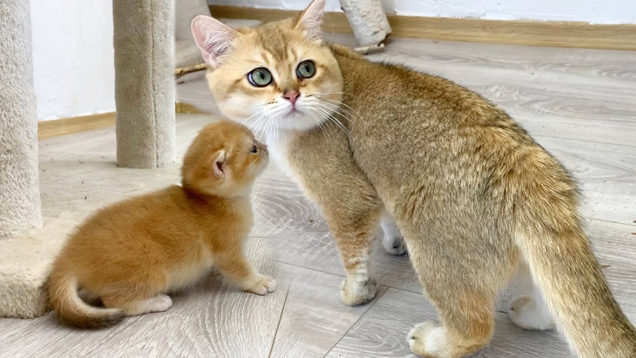 Mom cat checks if dad cat looks after baby kitten well - YouTube