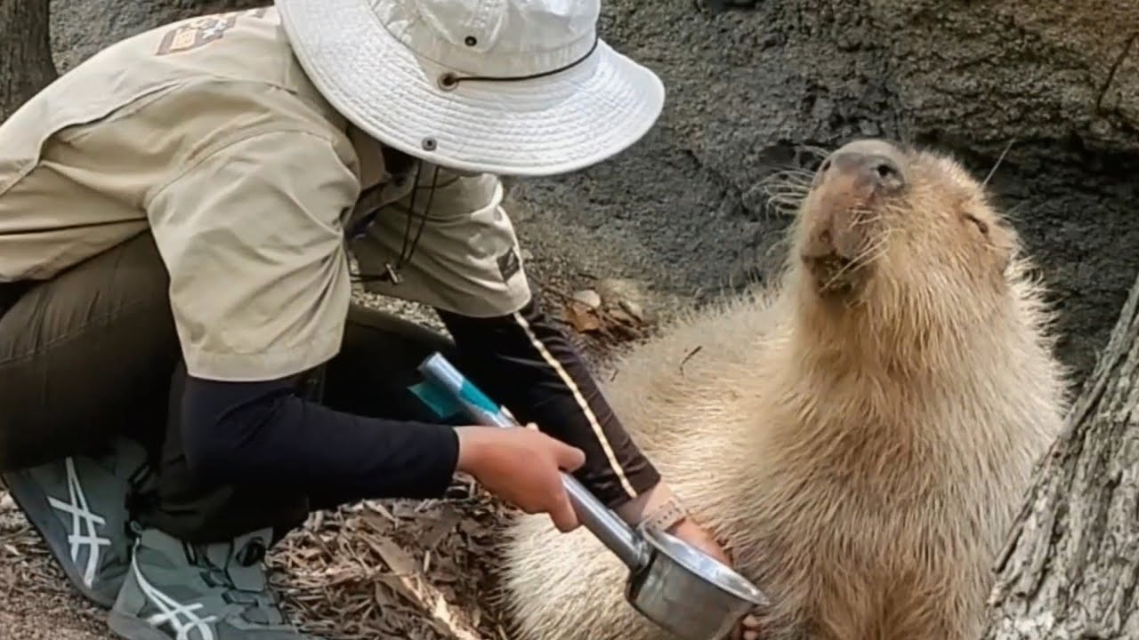 極楽マッサージと食事にとろける♡カピバラさん。Capybara is melting