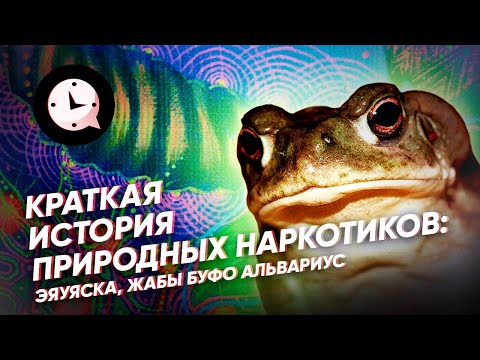 Video: Žaba u travi: opis, fotografija