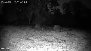 Vastgelegd Door Een Argus 2 Wilde Zwijnen