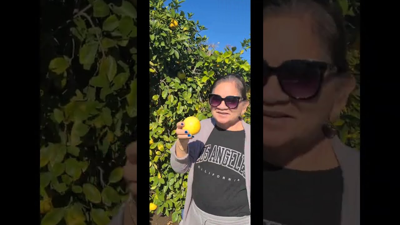 Pigeons & Orange Trees in Sahuaro Ranch Park in Glendale, AZ | Why family is important? (Valentus)