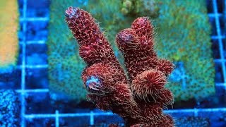 How To Improve Polyp Extension Or Pe In Acros?