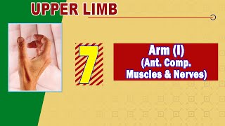 07. Arm (I) Anterior compartment (Muscles & Nerves)