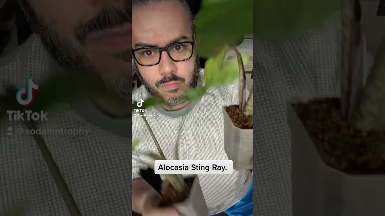 Alocasia Stingray. Repot. 