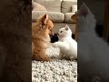 #viralvideo #animals #aishorts #minidoge #trendingshorts
