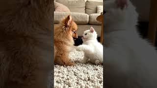#viralvideo #animals #aishorts #minidoge #trendingshorts