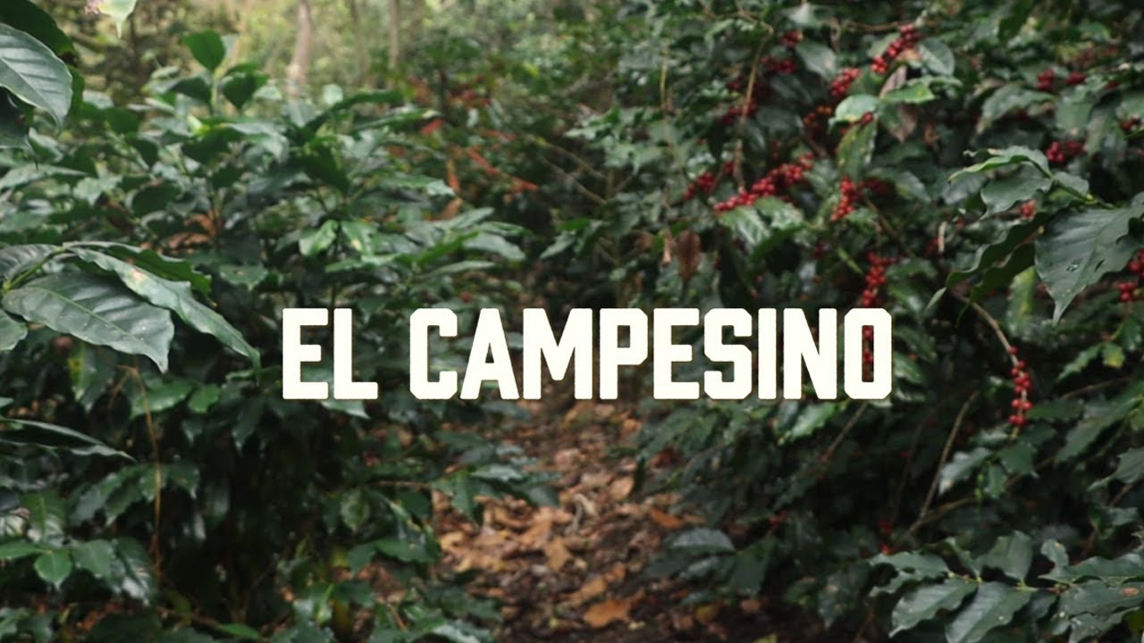 El Campesino. Los Carnales. Dany Morales. Edmundo Mendoza. Eugenio Pedro adlı videoyu YouTube'da izle El Campesino. Los Carnales. Dany Morales. Edmundo Mendoza. Eugenio Pedro adlı videoyu YouTube'da izle