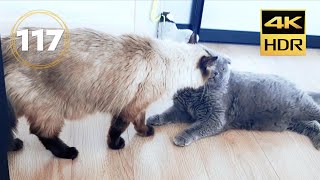 Cutest Cats. Tikhon and Misha's Daily Delights / Episode 117